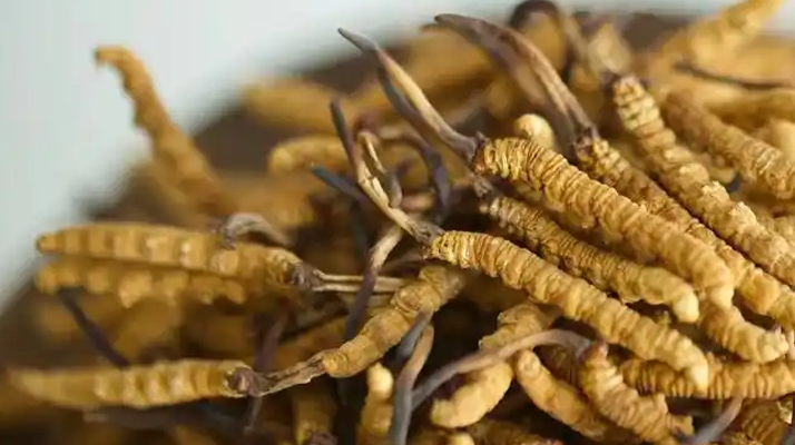 冬蟲夏草特級多少錢一克？多因素交織下的價格探秘