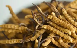 冬蟲夏草特級多少錢一克？多因素交織下的價格探秘