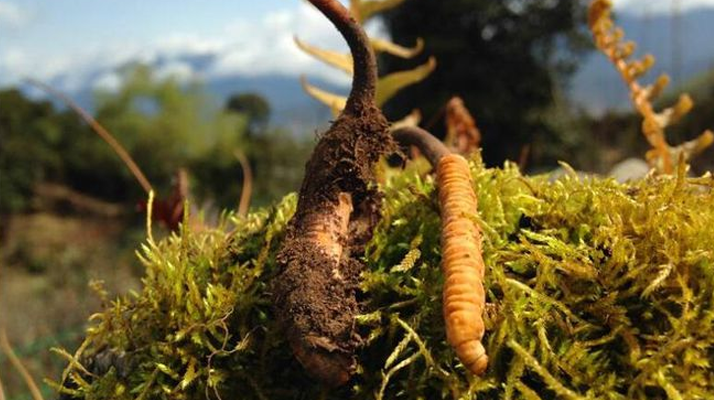 如何挑選新鮮冬蟲(chóng)夏草？掌握這幾個(gè)關(guān)鍵要點(diǎn)