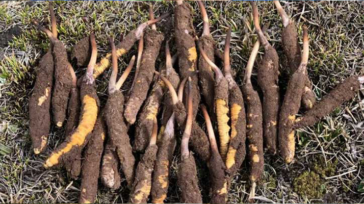 <a href=http://www.yangtenghuanbao.com/xinxian/ target=_blank class=infotextkey>新<a href=http://www.yangtenghuanbao.com/xinxian/ target=_blank class=infotextkey>鮮冬蟲夏草</a></a>科學(xué)晾干指南