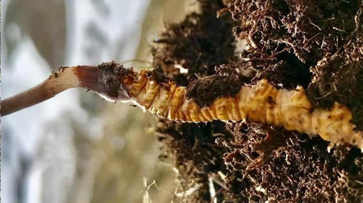 <a href=http://www.yangtenghuanbao.com/xinxian/ target=_blank class=infotextkey>新<a href=http://www.yangtenghuanbao.com/xinxian/ target=_blank class=infotextkey>鮮冬蟲夏草</a></a>干刷技巧全解析