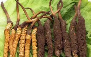 吃新鮮冬蟲(chóng)夏草后拉肚子？原因與應(yīng)對(duì)方法解析