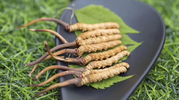 新鮮松茸冬蟲夏草怎么吃？滋補(bǔ)雙珍的美味搭配指南