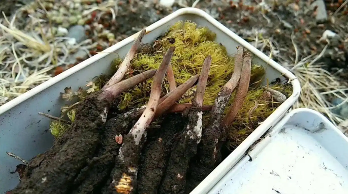 冬蟲夏草怎么辨別養(yǎng)殖的？掌握 5 大鑒別要點