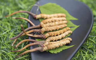 新鮮松茸冬蟲(chóng)夏草怎么吃？滋補(bǔ)雙珍的美味搭配指南