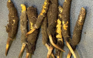 冬蟲(chóng)夏草老人服用指南：科學(xué)方法與健康養(yǎng)護(hù)