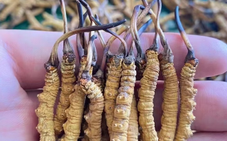 “比挖蟲草更重要的是保護(hù)草地！”——走進(jìn)青藏高原冬蟲夏草采挖季