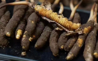 冬蟲夏草適合哪些人群？精準(zhǔn)滋補(bǔ)指南