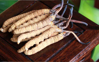 冬蟲夏草與孩子：科學(xué)看待兒童滋補的正確方式