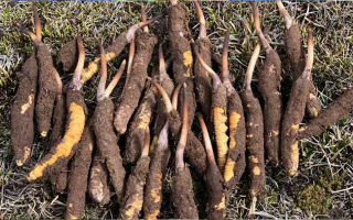 冬蟲(chóng)夏草價(jià)格解析：探尋珍稀滋補(bǔ)品的價(jià)值密碼