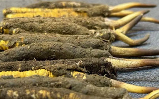 一根鮮冬蟲夏草多少錢？影響價(jià)格的核心因素解析