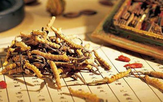 冬蟲夏草是什么長成的？揭秘其獨(dú)特的生長歷程