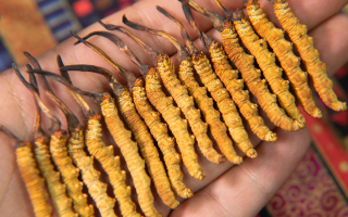 3 歲寶寶能喝冬蟲夏草嗎？兒科醫(yī)生的專業(yè)解答