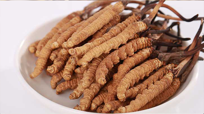 冬蟲夏草的性狀鑒別特征