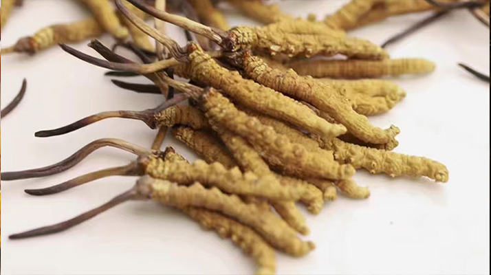 賣冬蟲夏草的地方哪里有？全面解析購(gòu)買渠道與選購(gòu)策略