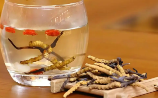 冬蟲夏草花泡水喝的功效