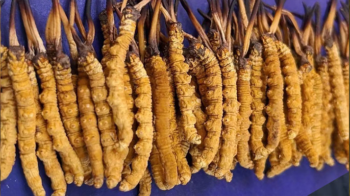 那曲新鮮<a href=http://www.yangtenghuanbao.com/jianbie/ target=_blank class=infotextkey>冬蟲夏草鑒別</a>