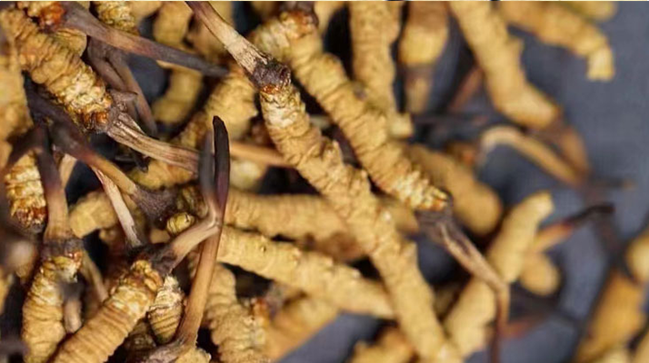 正宗<a href=http://www.yangtenghuanbao.com/jiage/ target=_blank class=infotextkey>冬蟲夏草多少錢</a>一克