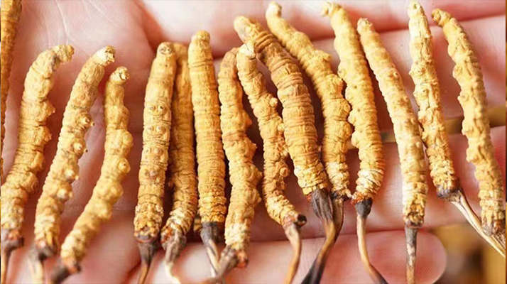 冬蟲夏草功效是什么