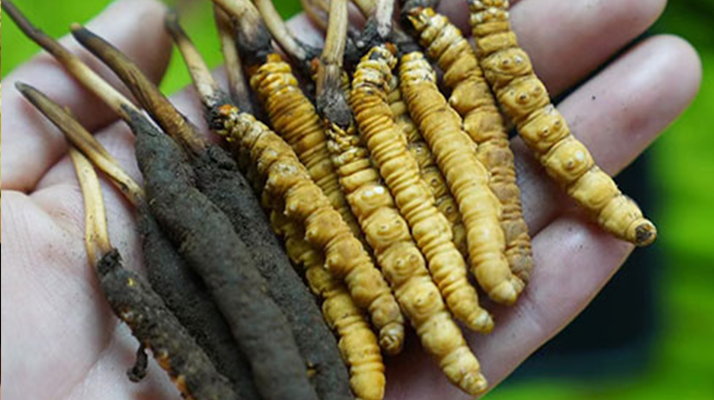 日喀則地區(qū)冬蟲夏草采集管理進展情況