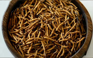 冬蟲(chóng)夏草一克有多少條