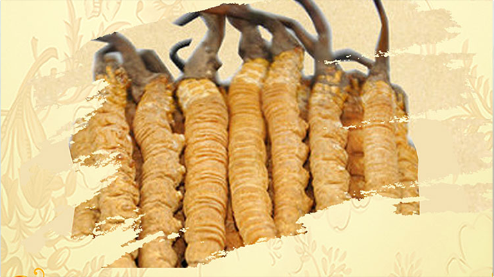 <a href=http://www.yangtenghuanbao.com/ target=_blank class=infotextkey>冬蟲(chóng)夏草</a>夏天如何保存