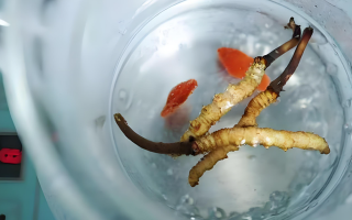 冬蟲夏草一天長(zhǎng)多少株正常？揭開“靈芝之王”的成長(zhǎng)秘密