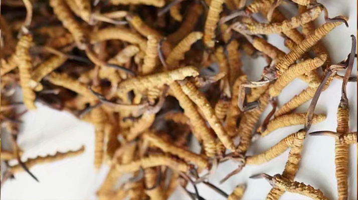 高產(chǎn)冬蟲(chóng)夏草營(yíng)養(yǎng)價(jià)值排名