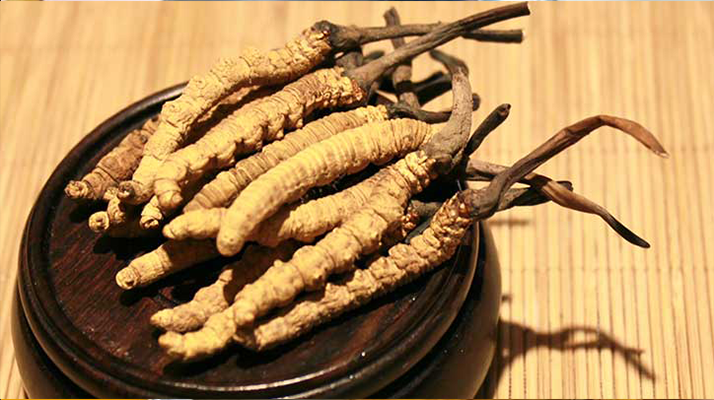 冬蟲夏草服用后代謝時(shí)間