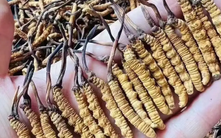 冬蟲夏草的成分解析：揭秘其滋補(bǔ)價值的物質(zhì)基礎(chǔ)