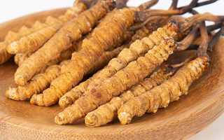 在西藏，冬蟲夏草真的觸手可得？