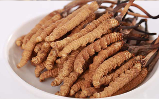 認清假冬蟲夏草：常見類型、鑒別方法與避坑指南