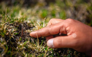 冬蟲夏草怎么找？自然采挖與市場(chǎng)獲取全指南