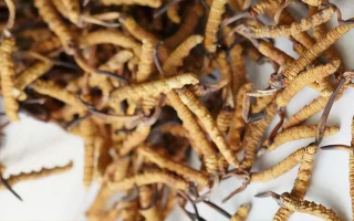 冬蟲(chóng)夏草能打粉服用嗎？科學(xué)操作與服用指南