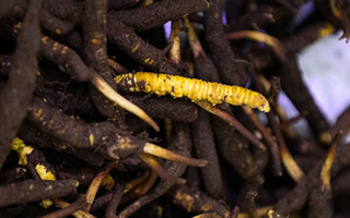 新鮮冬蟲夏草可以冷凍嗎？科學保存指南來了