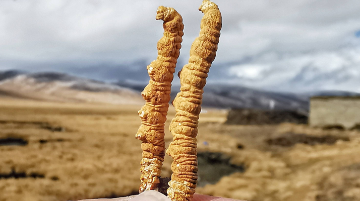 冬蟲夏草干了之后什么樣？