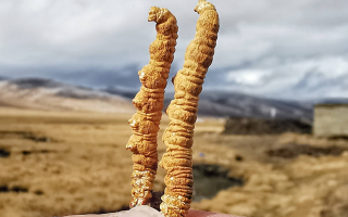 冬蟲夏草干了之后什么樣？從外觀到特性全解析