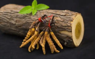 冬蟲(chóng)夏草一開(kāi)始長(zhǎng)什么樣？從幼蟲(chóng)到蟲(chóng)草雛形的生長(zhǎng)歷程