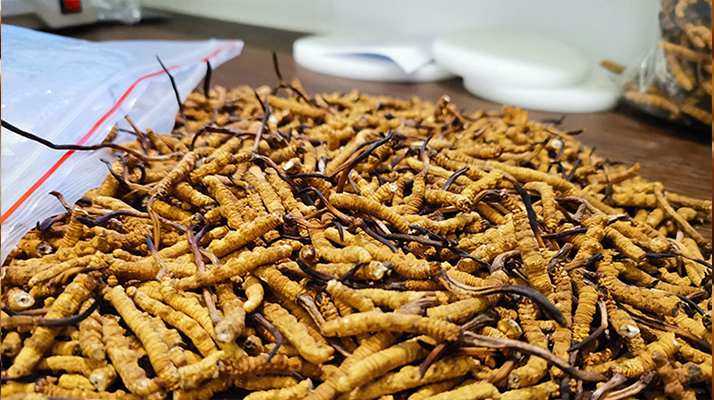 冬蟲夏草：泡水喝還是煮一下？兩種食用方式的全面對比