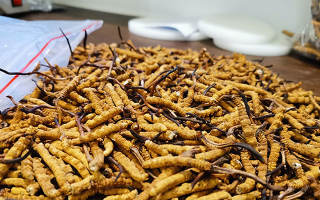 冬蟲夏草：泡水喝還是煮一下？兩種食用方式的全面對比