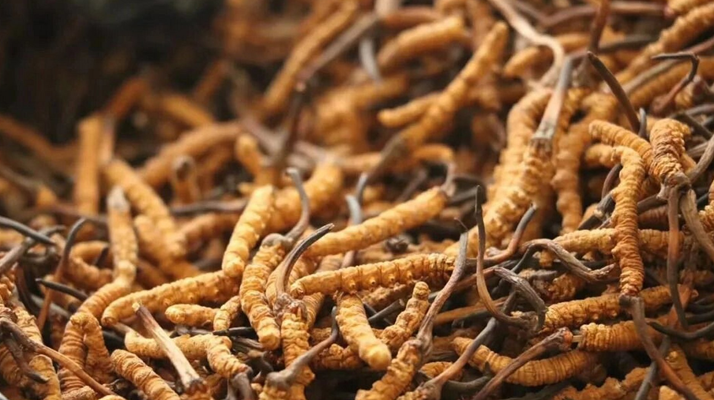 冬蟲夏草一條多少錢？單條價(jià)格的計(jì)算邏輯與實(shí)際范圍