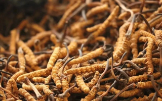冬蟲夏草一條多少錢？單條價(jià)格的計(jì)算邏輯與實(shí)際范圍