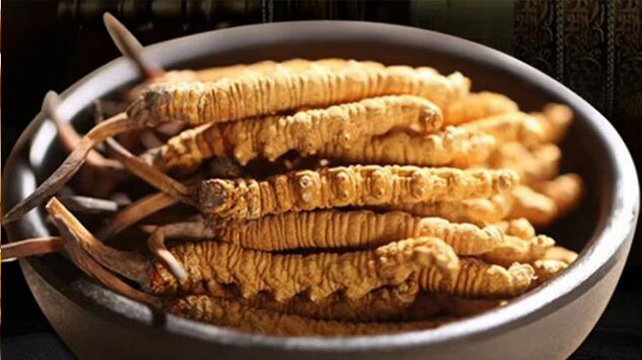 最新鮮的冬蟲夏草：產(chǎn)地、采挖與保存之辨