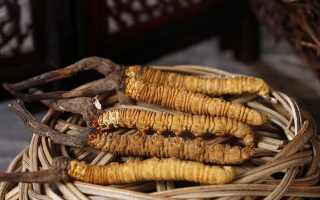 冬蟲夏草煲湯怎么煲好喝？營養(yǎng)與口感雙優(yōu)的實用指南