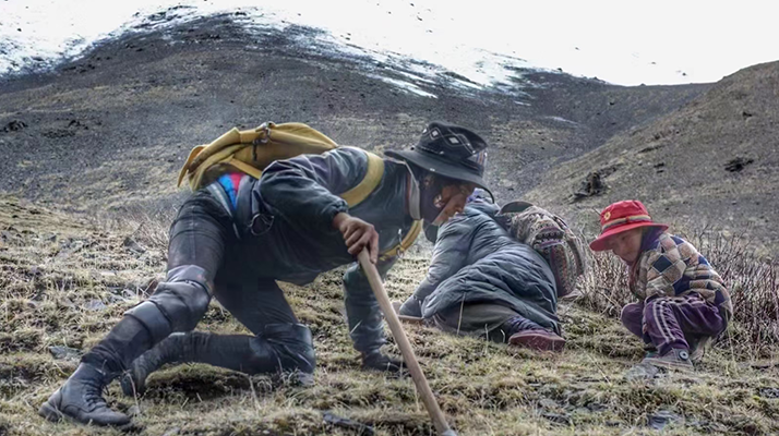 野生冬蟲夏草產(chǎn)地在哪里？核心產(chǎn)區(qū)與品質(zhì)特點(diǎn)解析