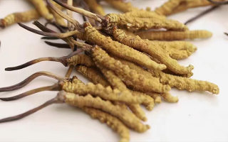 蟲(chóng)草花與冬蟲(chóng)夏草價(jià)格之比較?