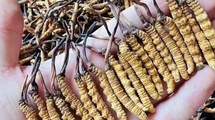 冬蟲夏草:傳統(tǒng)珍品的現代健康價值解析