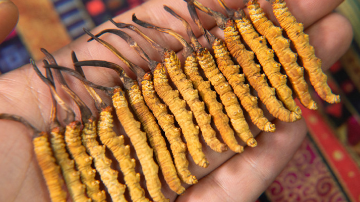 新鮮冬蟲夏草能泡酒嗎