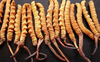  冬蟲夏草變質(zhì)啥味道？3類異味要警惕，學(xué)會辨