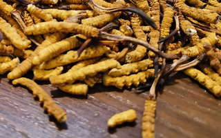 鮮冬蟲夏草并非 “制作” 而成！揭秘其天然形成與核心特性